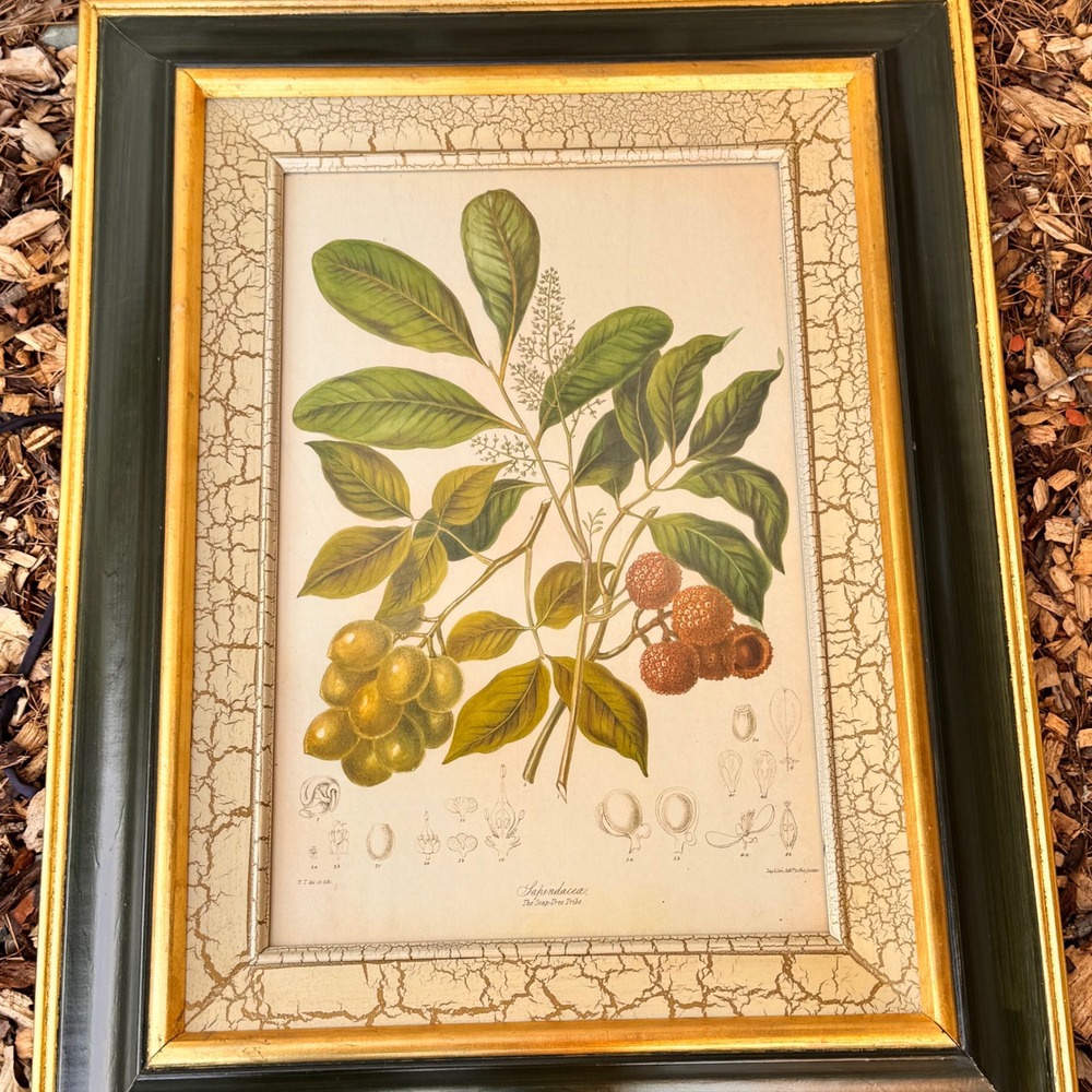"Sapindaceae The Soap-Tree Pride" John Richard??? Framed Art Print 22x28 Vintage